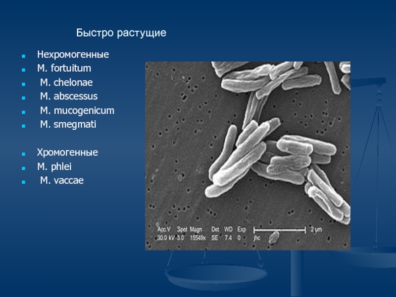 Abscessus перевод с латинского. Нехромогенные.