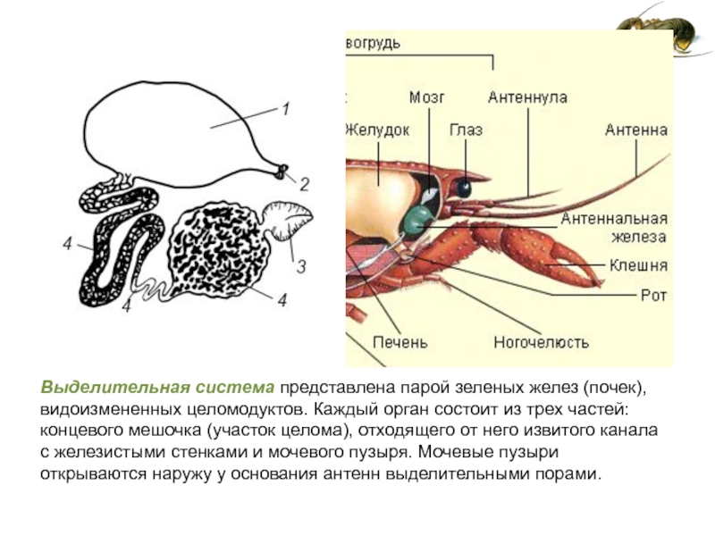 Назовите органы выделения характерные для представленного на рисунке организма рак