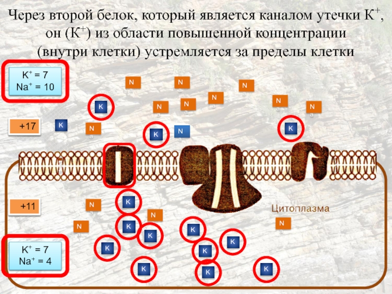 Канал является. Внутри клетки высока концентрация. Белки-каналы утечки. Каналы утечки белок. Передача информации внутри клетки.