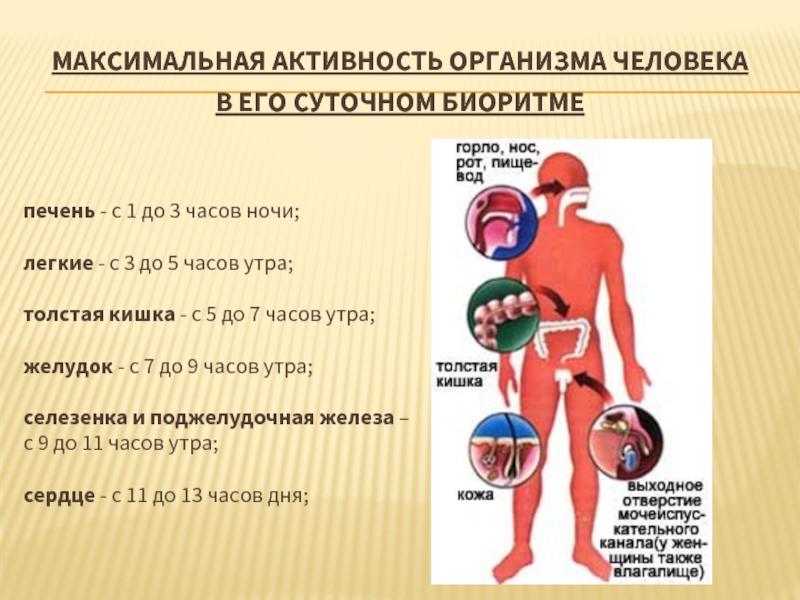 Максимальная активность организма человека в его суточном биоритме печень - с 1 до 3 часов ночи; легкие