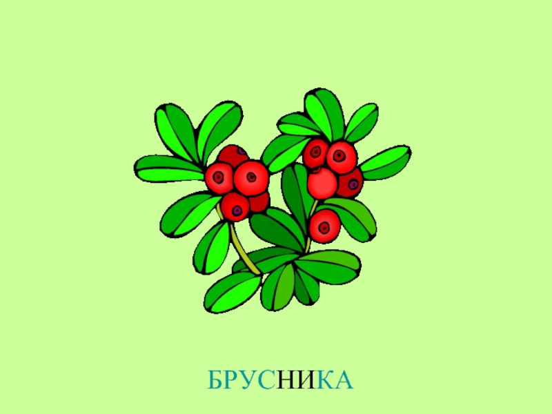 Брусника картинка рисунок