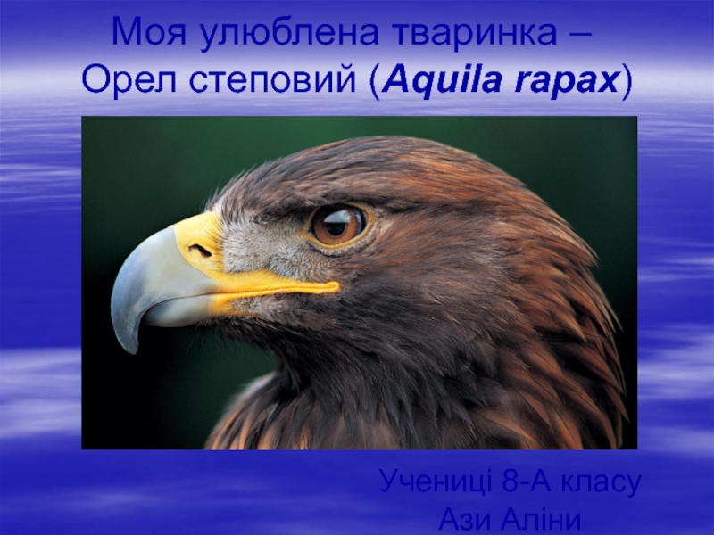 Моя улюблена тваринка – Орел степовий ( Aquila rapax )