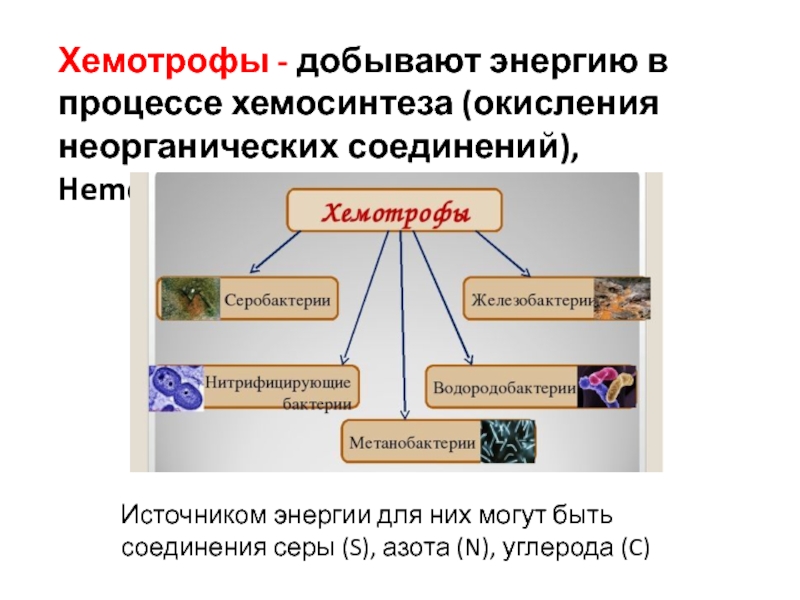 Эукариоты способны к хемосинтезу