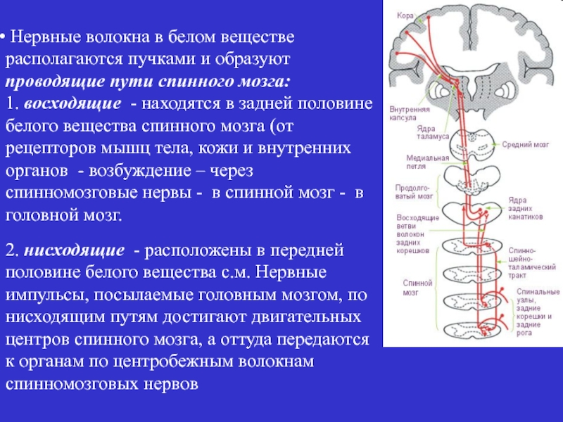 От головного мозга к рабочим органам. Нервные волокна проводящие импульсы из ЦНС. Нервная система пути спинного мозга. Проводящих путей спинного мозга. Схема проводящих путей спинного мозга.