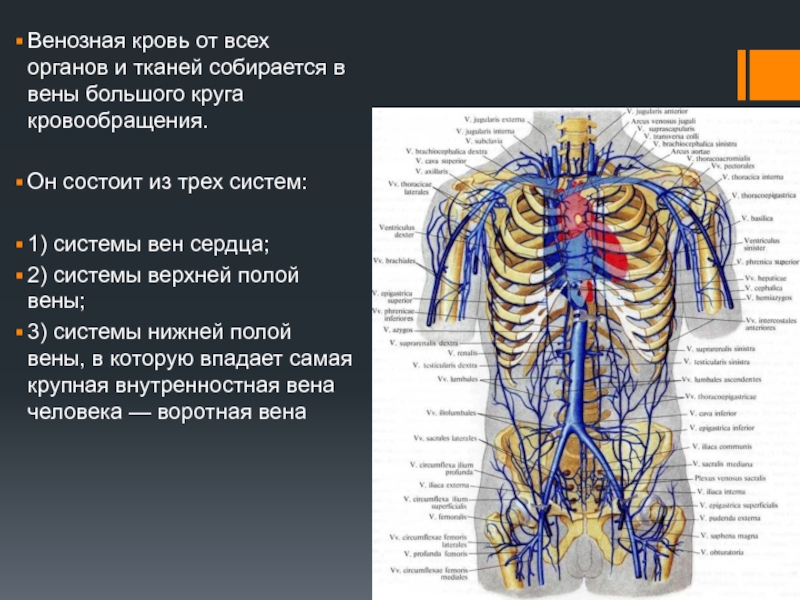 Венозная система человека фото