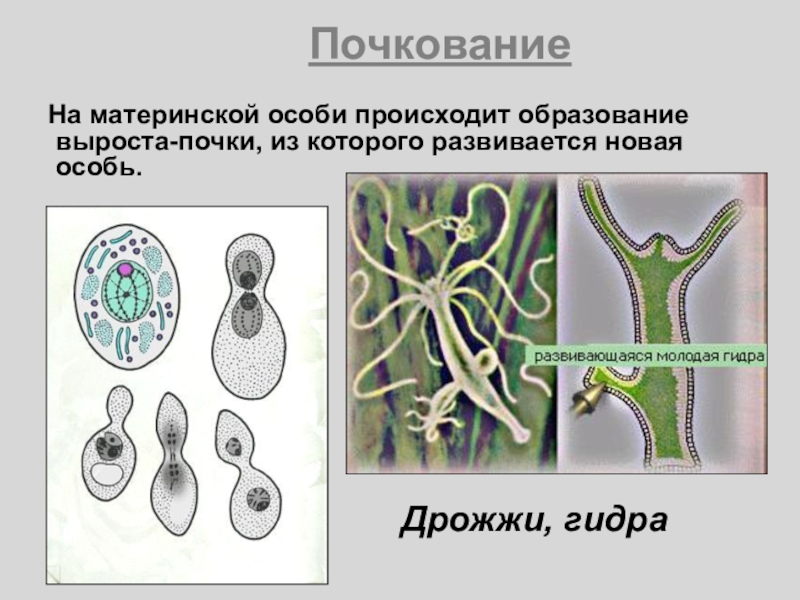 Как происходит почкование. Почкование дрожжей. Почкование дрожжей и гидры. Процесс почкования. Почкование выроста.