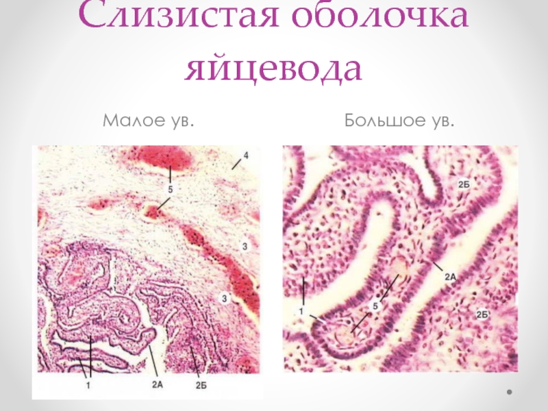 Маточная труба гистология. Слизистая оболочка яйцевода.