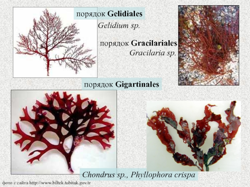 Альгология микология. Филлофора, хламидомонада, пихта Сицилийская. Красные водоросли Филлофора. Хондрус водоросль. Каллитамнион.