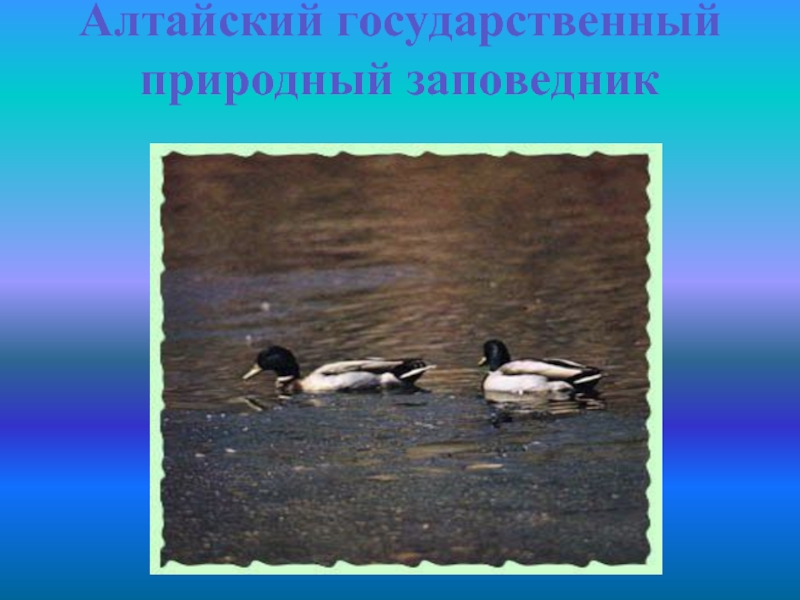 Презентация Алтайский государственный природный заповедник