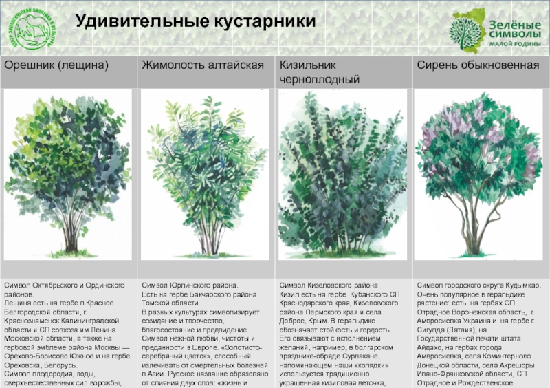 Деревья Пермского Края Фото