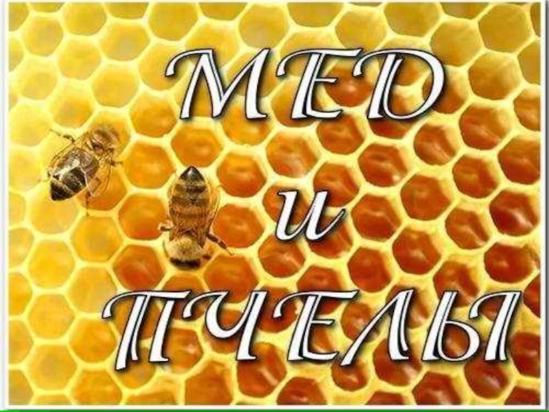 Мёд и пчелы