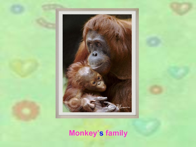 Monkey’s family