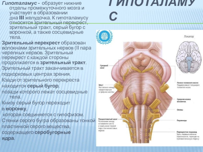 Гипоталамус на схеме мозга