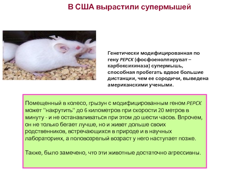 Генетически модифицированные животные. При расшифровке генома мыши было установлено