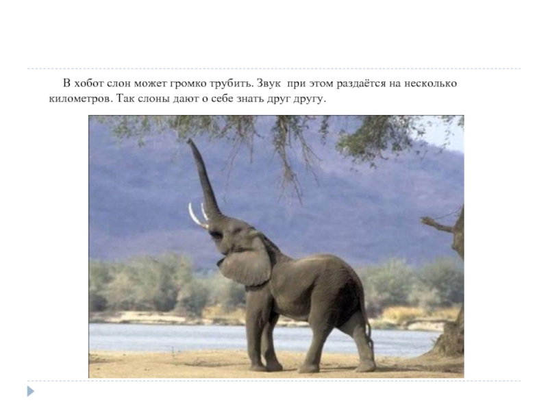 Возникновение хобота у слона можно объяснить. Слоненок трубит. Хобот слона. Зачем слону хобот. Слон трубит в хобот.