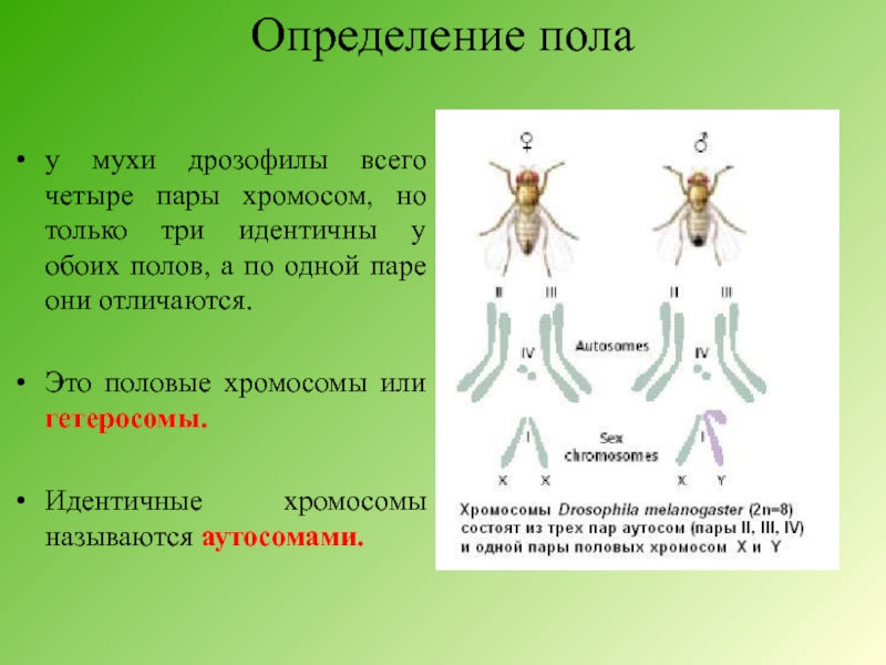 У мух есть пол. Определение пола у дрозофилы. Хромосомное определение пола. Пол у дрозофилы определяется. Пол мухи дрозофилы.