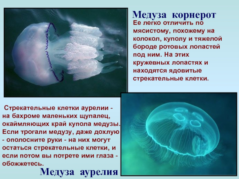 Медуза проект 2 класс