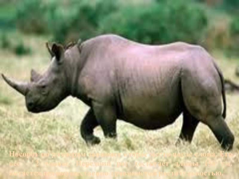 Носорог по размерам занимает второе место после слона. Его вес – 2 тонны. Передний рог достигает длины