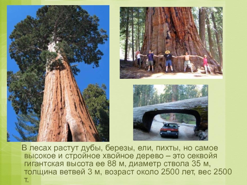 Деревья евразии фото с названиями
