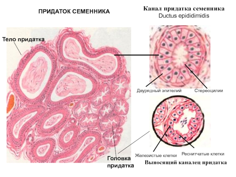 Предстательная железа гистология рисунок