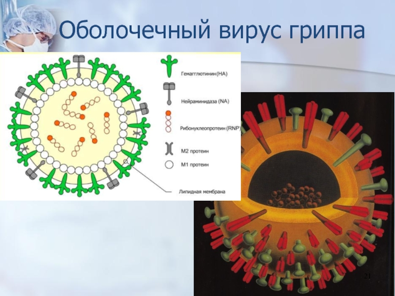 Появление гриппа. Оболочечные вирусы. Вирус гриппа птиц вирусология. Проект на тему вирусология. Адсорбция оболочечных вирусов на клетки-мишени может обеспечиваться.