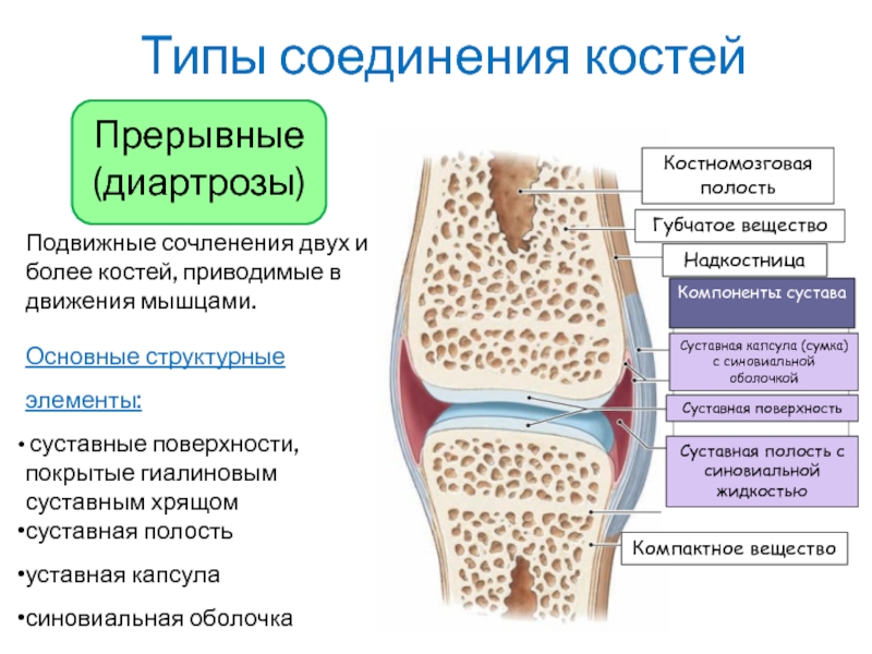 Суставные поверхности костей. Гиалиновый хрящ синовиальная мембрана. Суставной гиалиновый хрящ. Гиалиновый хрящ коленного сустава. Строение сустава гиалиновый хрящ.