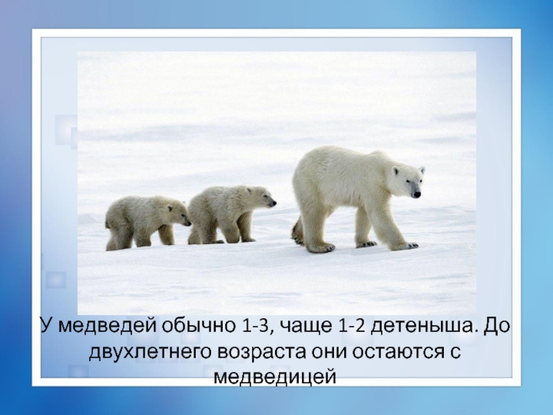 У медведей обычно 1-3, чаще 1-2 детеныша. До двухлетнего возраста они остаются с медведицей