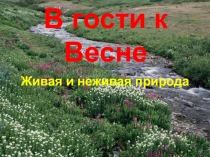 В гости к весне