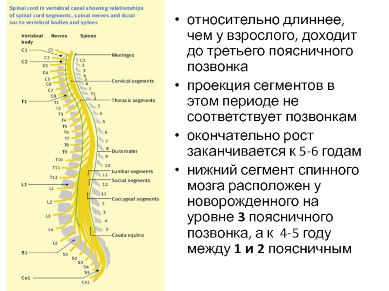 Образуют спинной мозг