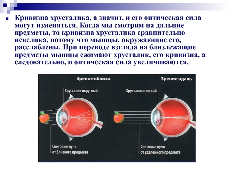 На дальние и близкие расстояния. Изменение кривизны хрусталика. Изменение кривизны хрусталика глаза. Оптическая сила хрусталика. Кривизна хрусталика изменяется при.