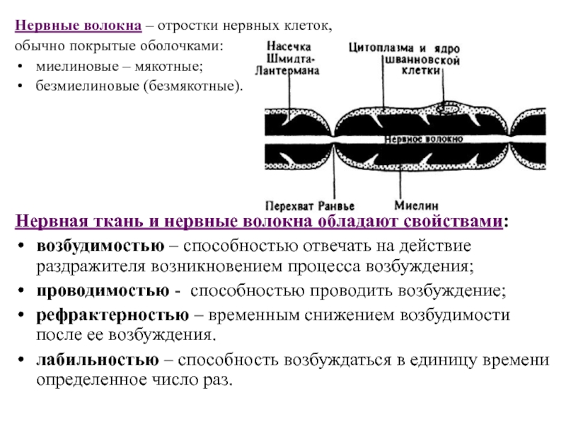 Схема развития нервных волокон