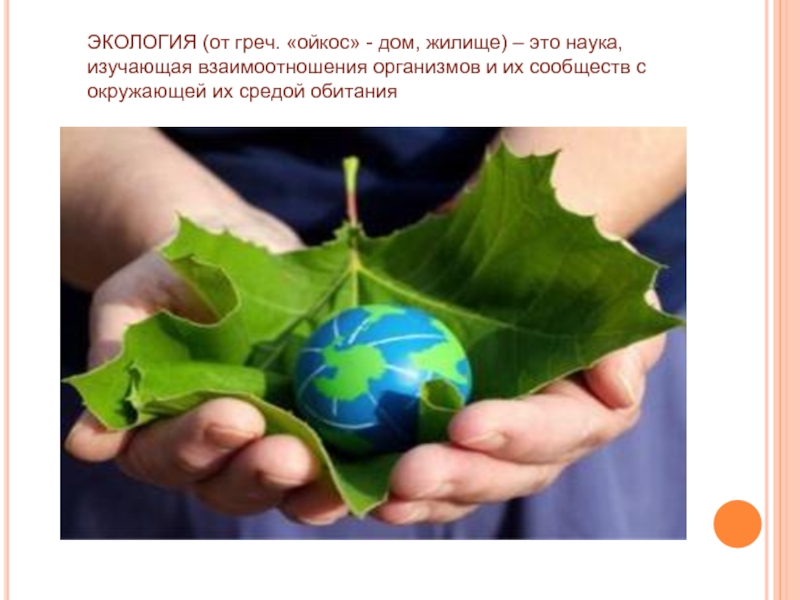 Какая наука изучает листья. Экология Алтайского края.