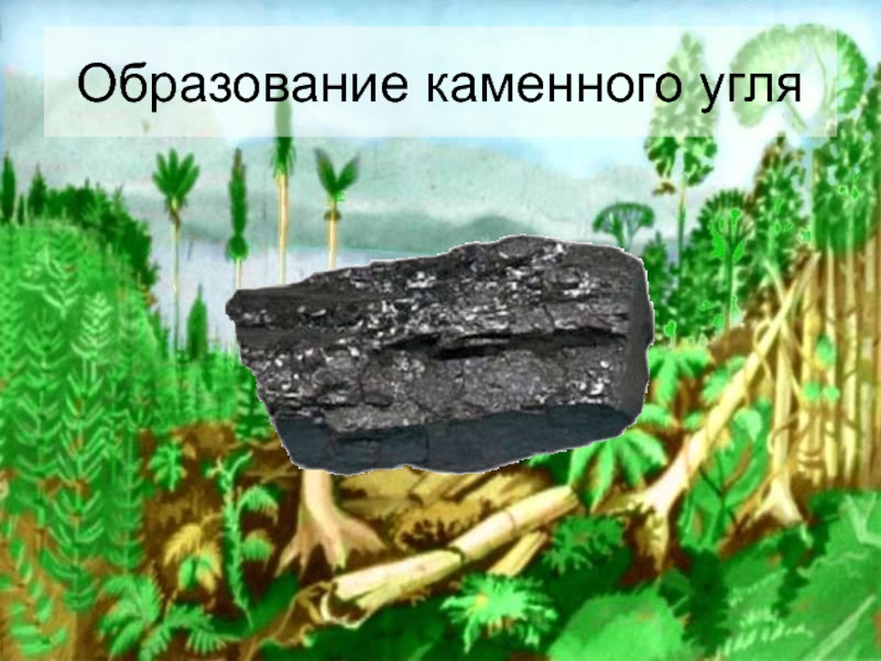 Образование каменного угля 5