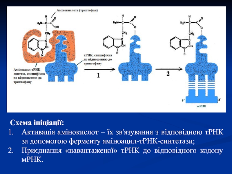 Синтез ТРНК. Схема ТРНК. Функции ТРНК. Функциональный участок ТРНК.