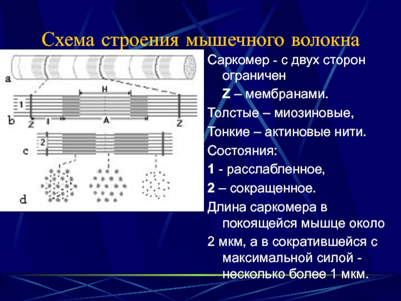 Схема мышечного чувства