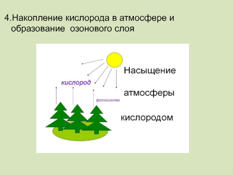 Космическая роль растений. Накопление кислорода в атмосфере. Накопление кислорода в атмосфере схема. Космическая роль растений схема. Космическая роль кислорода.