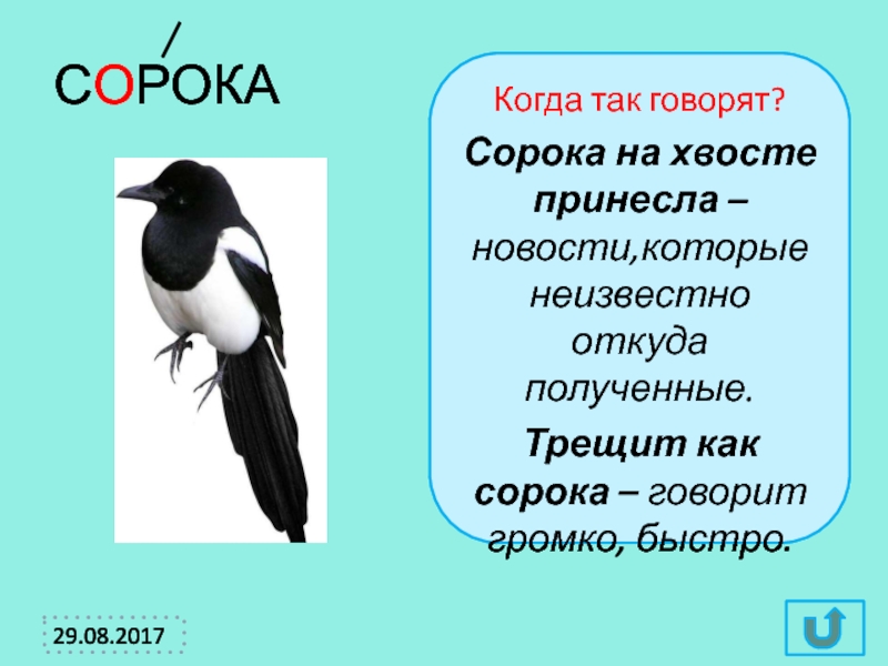 Что означает сорока. Сорока на хвосте принесла. Сорока на хвосте принесла фразеологизм. Птица на хвосте принесла. Сорока на хвосте принесла значение.