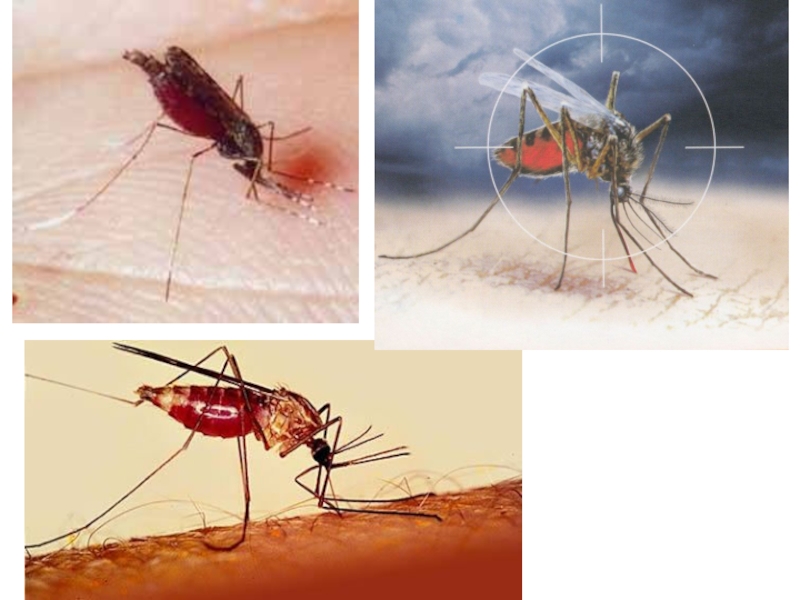 Заражение человека малярией происходит. Малярия это бактериальное заболевание.