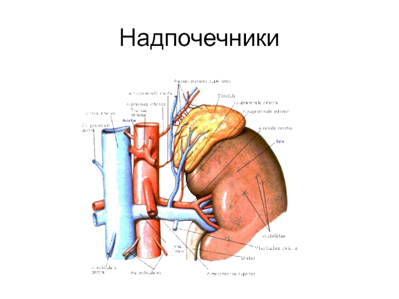 Элементы надпочечника