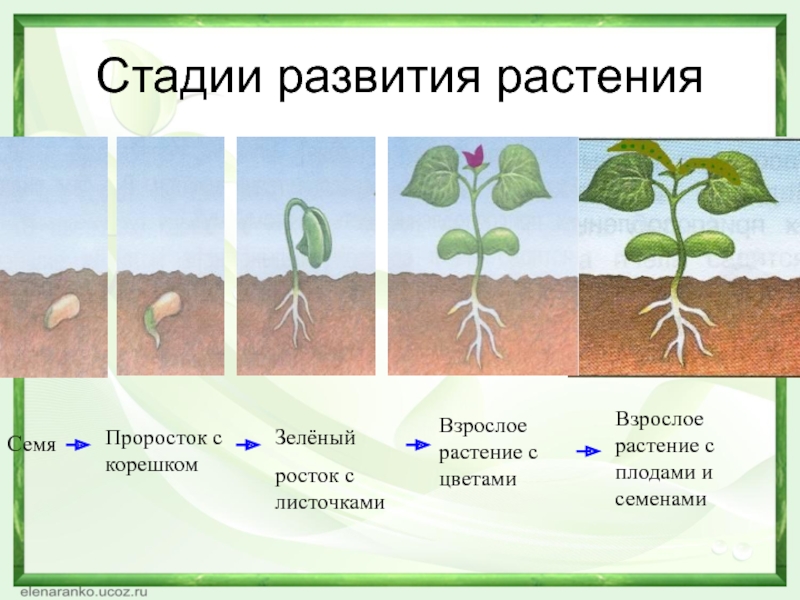В чем заключается процесс развития для растения. Развитие растений. Стадии роста растений. Схема роста растения. Семя проросток взрослое растение.