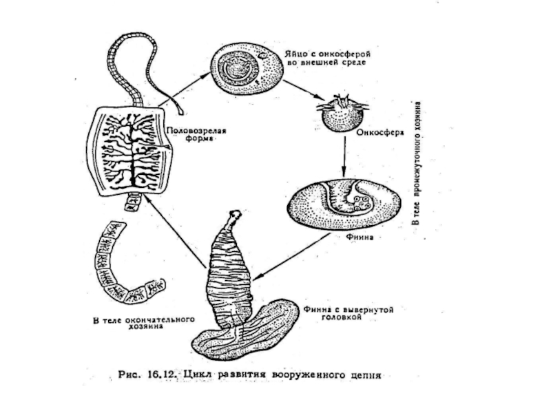 Плоский цикл. Цикл развития плоских червей. Цикл развития плоских червей схема. Жизненные циклы плоских червей ЕГЭ. Цикл развития Тип плоские черви.