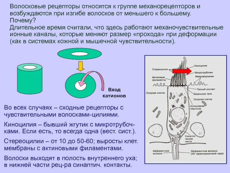 К контактным рецепторам относятся рецепторы. Стереоцилия и киноцилия. Киноцилия вестибулярного аппарата. Волосковые рецепторы. Строение стереоцилий.