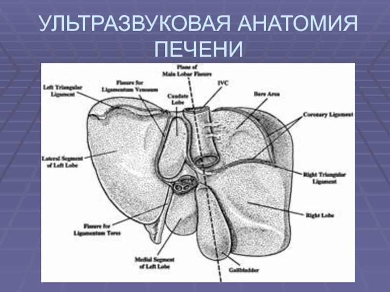 Печень презентация по анатомии