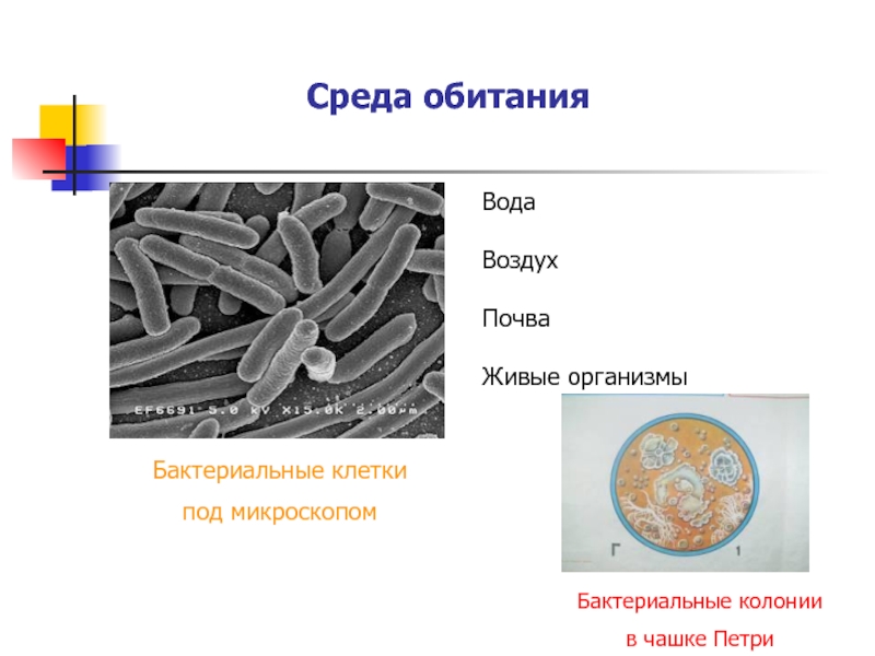 40 бактерий. Бактериальная клетка колонии бактериальных клеток. Клетки бактерий под микроскопом. Бактериальная клетка под микроскопом. Колонии бактериальных клеток под микроскопом.