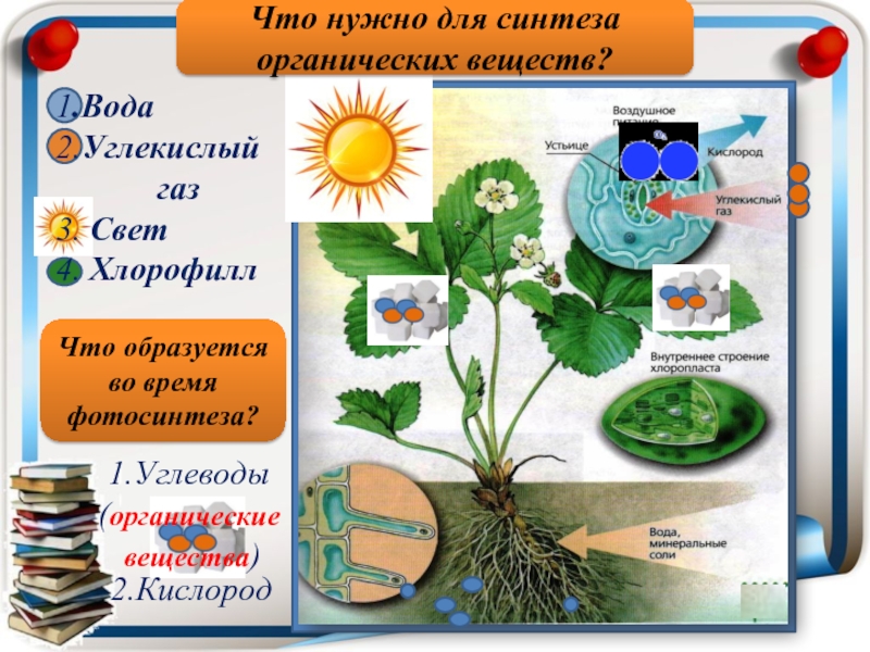 Часть растения необходимая для фотосинтеза. Образование органических веществ в растении. Фотосинтез вещества. Фотосинтез хлорофилл растений. Опыт фотосинтез.