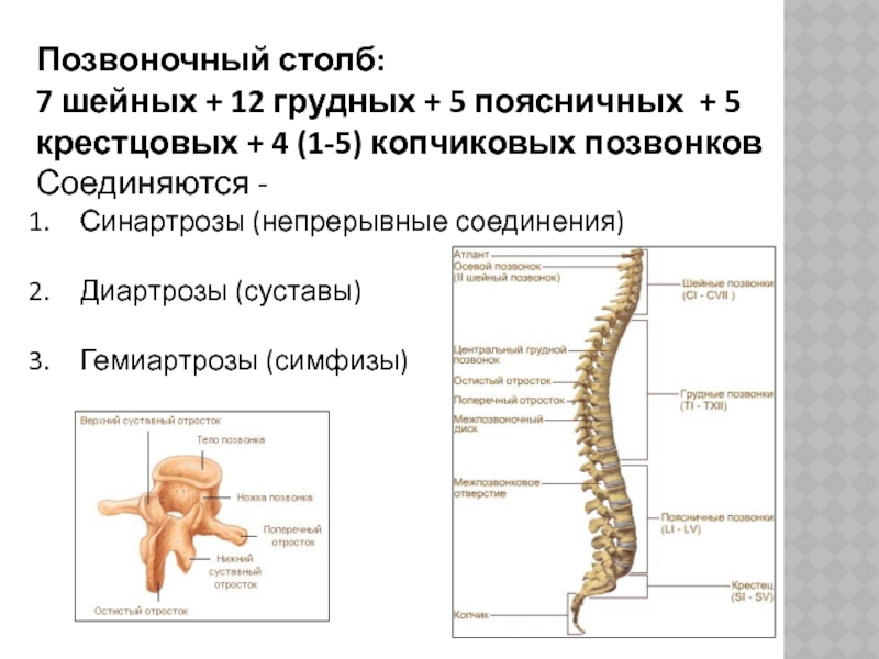 Кости позвоночника тип соединения. Соединения позвоночного столба. Позвоночный столб. Соединения позвоночного столба анатомия. Сегменты позвоночника.