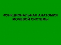 ФУНКЦИОНАЛЬНАЯ АНАТОМИЯ МОЧЕВОЙ СИСТЕМЫ