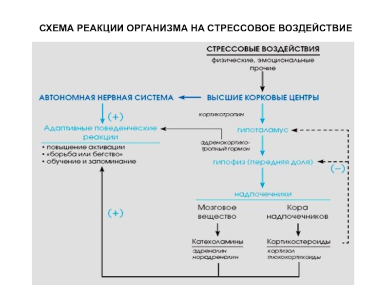 Стресс и адаптация презентация