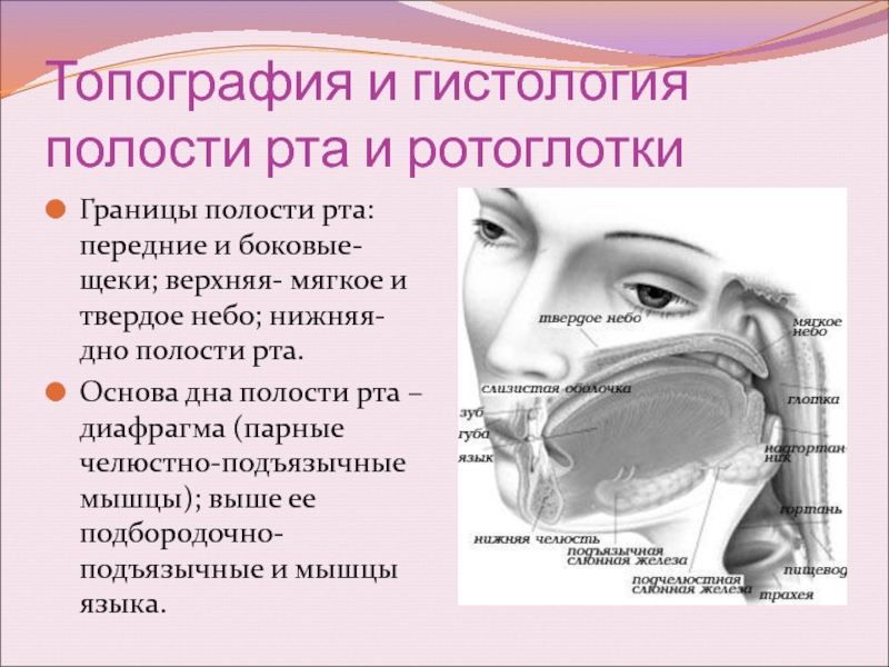 Границы полости рта. Диафрагма рта анатомия. Топография это в гистологии.