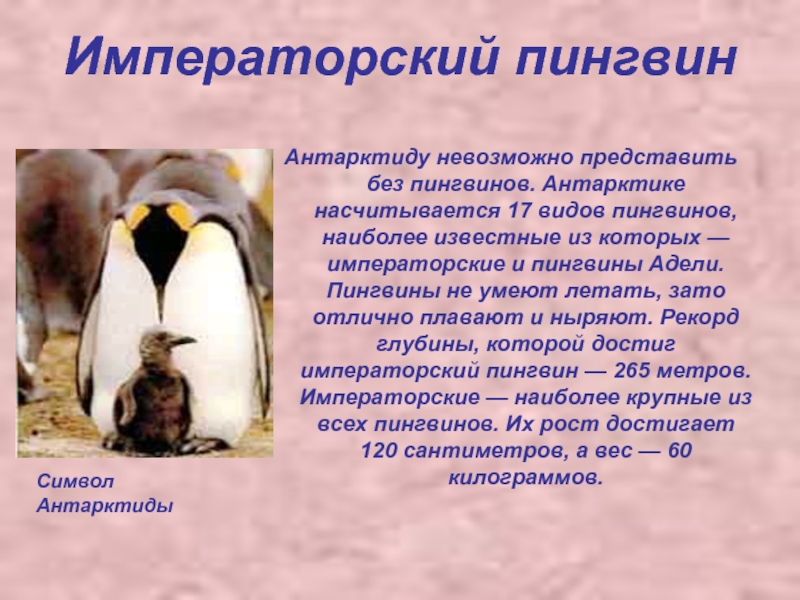 Рассказы про пингвинов для детей. Императорский Пингвин описание. Факты о пингвинах. Описание пингвина. Пингвины презентация.